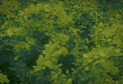 Barberry 02