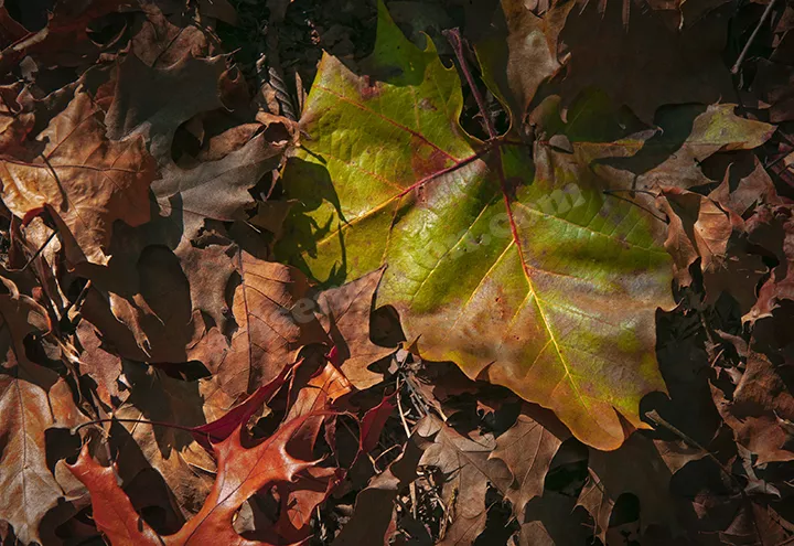 Fall Leaves Nature Trail 03