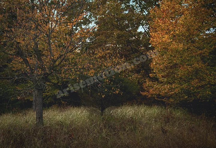 Fall Leaves Rosy Mound 01
