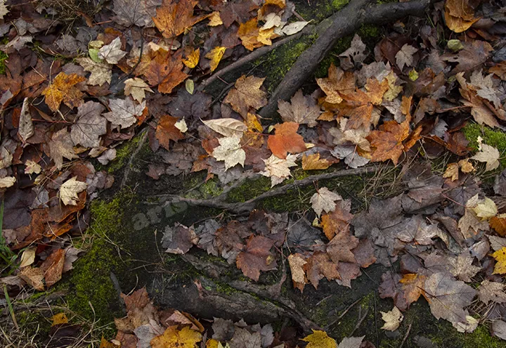 Moss and Leaves 02